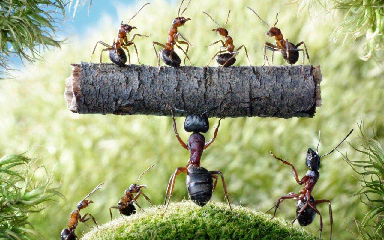  مورچه های قرمز مناسب برای استخراج روغن مورچه